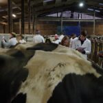 Dairy Stockjudging 2022 (7)